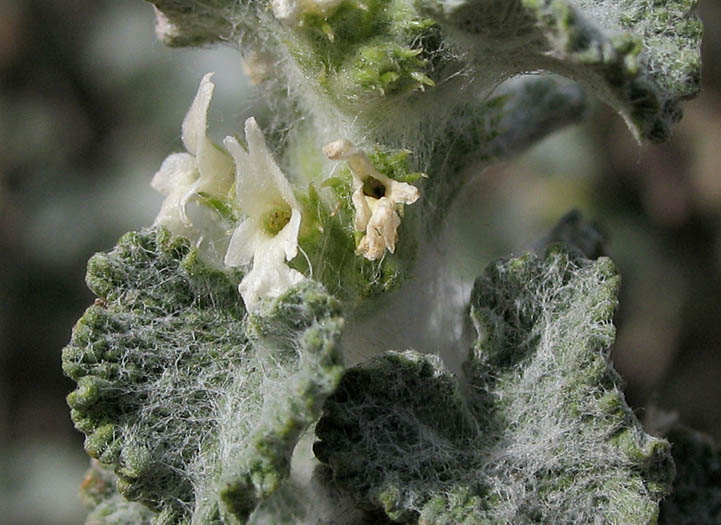 Detailed Picture 2 of Horehound