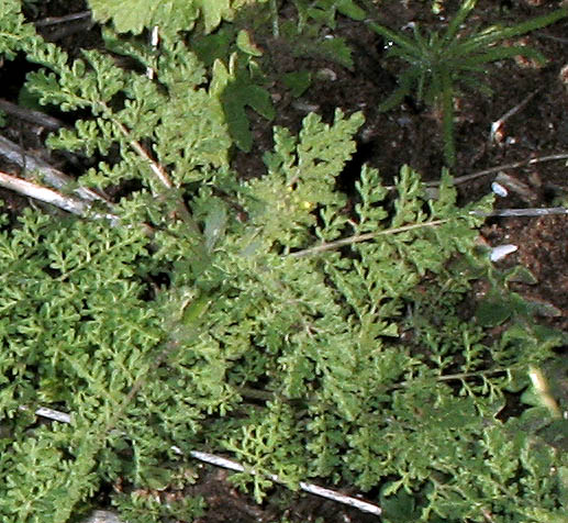 Detailed Picture 6 of Tansy Mustard