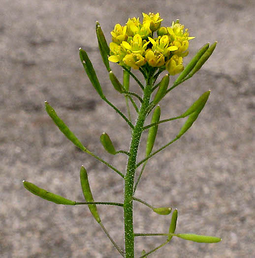Detailed Picture 4 of Tansy Mustard
