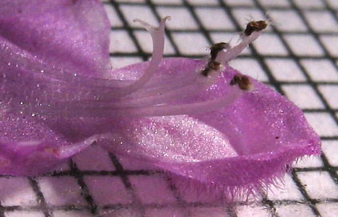 Detailed Picture 9 of Henbit