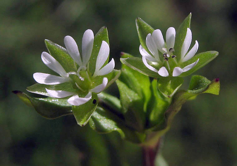 Detailed Picture 1 of Common Chickweed