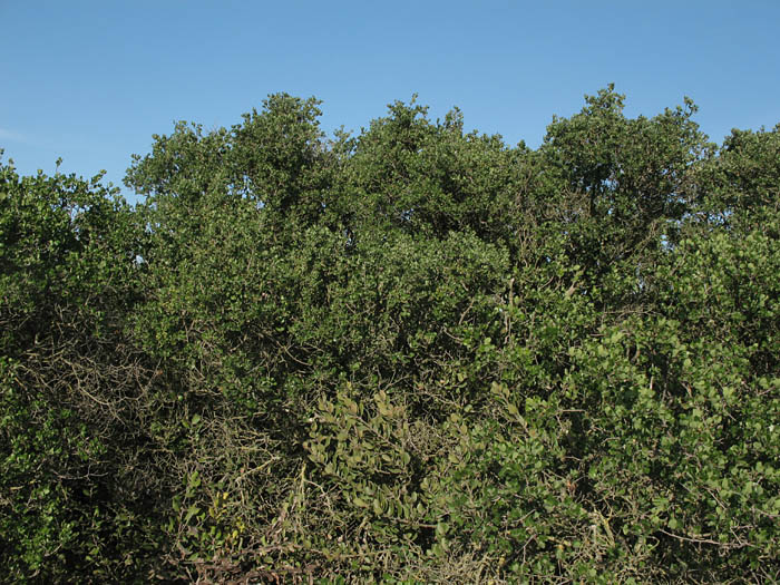 Detailed Picture 5 of Scrub Oak