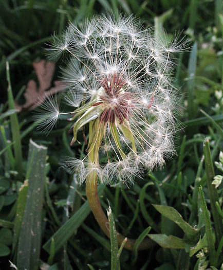 Detailed Picture 6 of Dandelion
