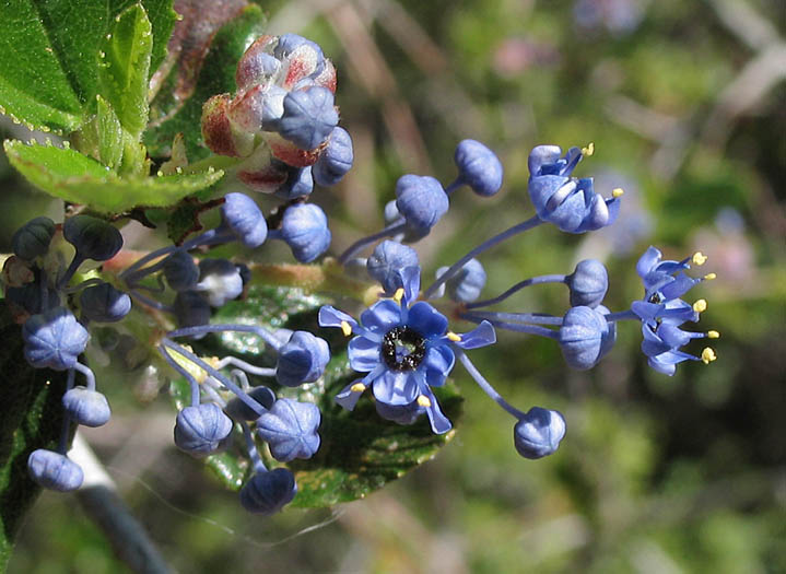 Detailed Picture 4 of Hairy-leaved Ceanothus