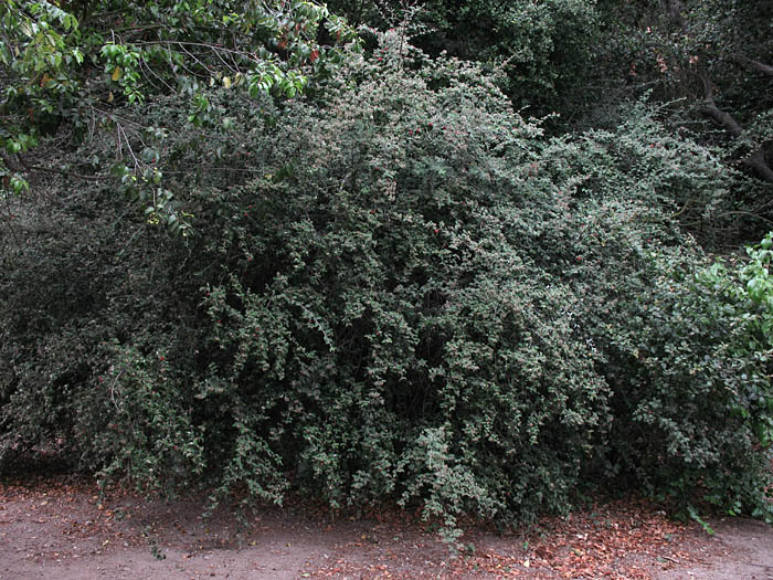 Detailed Picture 7 of Silverleaf Cotoneaster