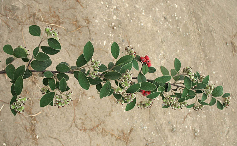 Detailed Picture 6 of Silverleaf Cotoneaster