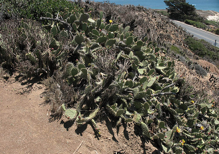 Detailed Picture 6 of Coastal Prickly Pear