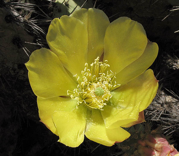 Detailed Picture 1 of Coastal Prickly Pear