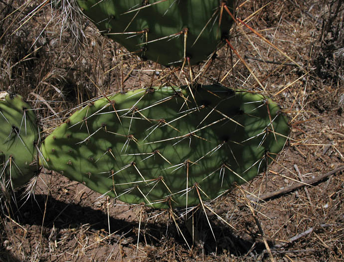Detailed Picture 7 of Brown-Spined Prickly-Pear