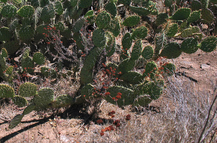 Detailed Picture 8 of Brown-Spined Prickly-Pear
