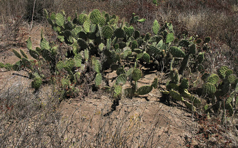 Detailed Picture 9 of Brown-Spined Prickly-Pear