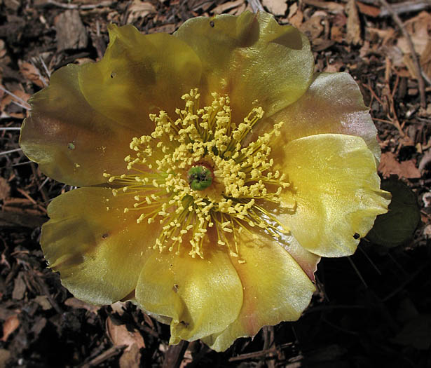 Detailed Picture 1 of Brown-Spined Prickly-Pear