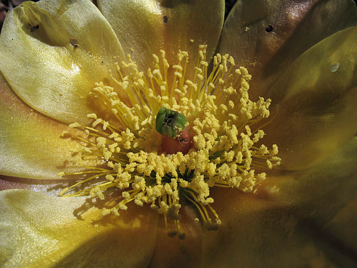 Detailed Picture 2 of Brown-Spined Prickly-Pear