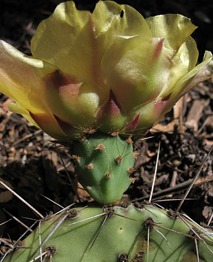 Detailed Picture 3 of Brown-Spined Prickly-Pear