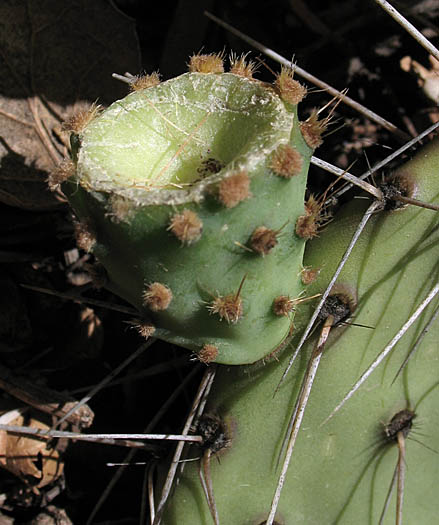 Detailed Picture 4 of Brown-Spined Prickly-Pear