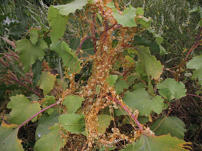 Detailed Picture 5 of Field Dodder