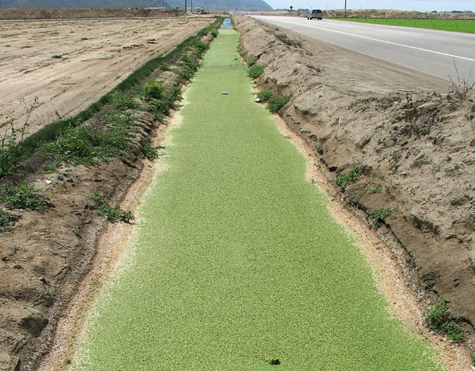 Detailed Picture 2 of Inflated Duckweed