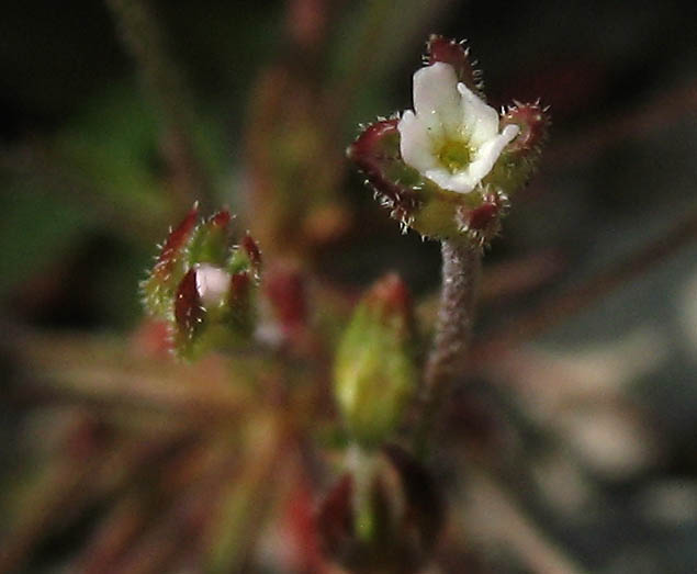 Detailed Picture 5 of California Androsace