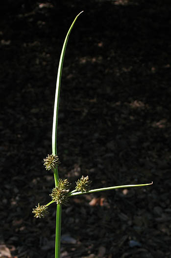 Detailed Picture 3 of Variable Flatsedge