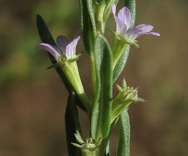 Detailed Picture 2 of Hyssop Loosestrife