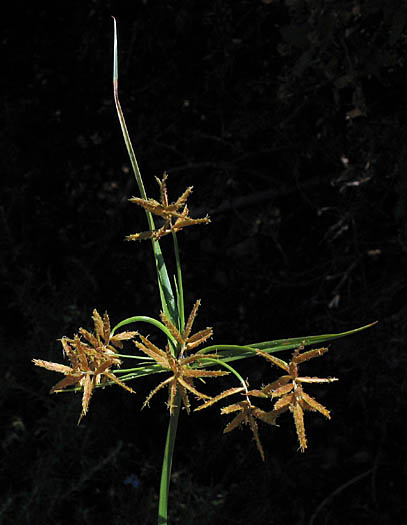 Detailed Picture 3 of Yellow Nutsedge