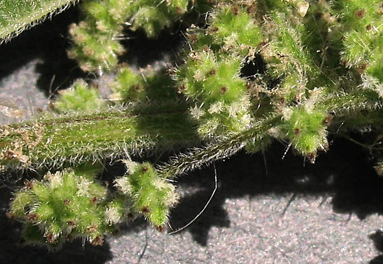 Detailed Picture 3 of Hoary Nettle