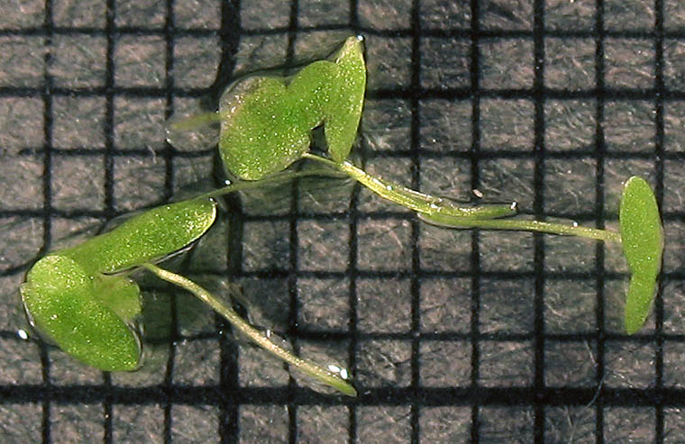 Detailed Picture 5 of Water Lentil
