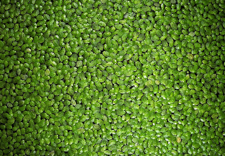 Detailed Picture 3 of Minute Duckweed
