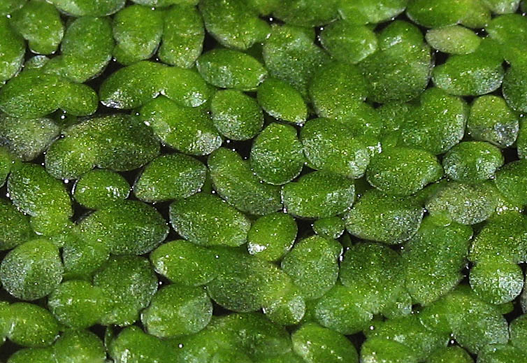 Detailed Picture 2 of Minute Duckweed
