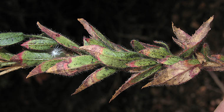 Detailed Picture 4 of Broadleaved California Fuchsia