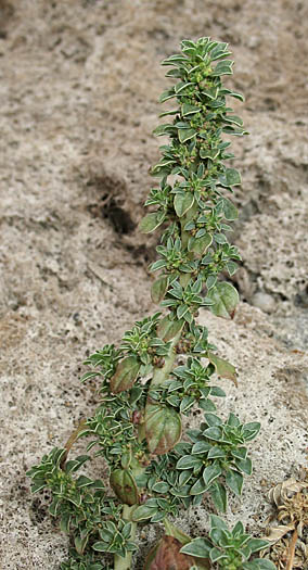 Detailed Picture 3 of California Amaranth