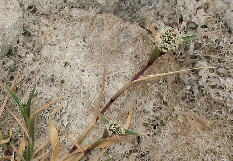Detailed Picture 2 of Swamp Prickle Grass