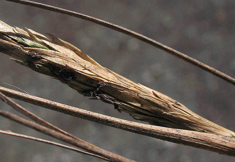 Detailed Picture 2 of California Cord Grass