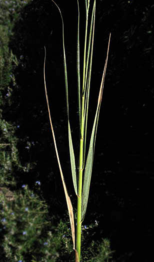 Detailed Picture 3 of California Cord Grass