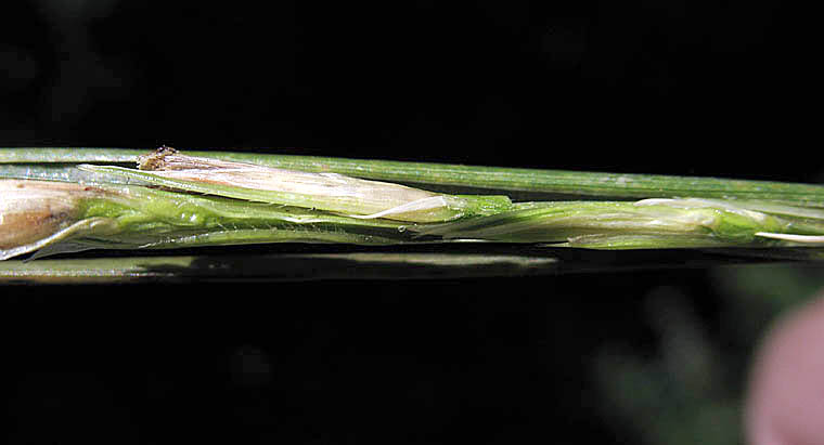 Detailed Picture 1 of California Cord Grass