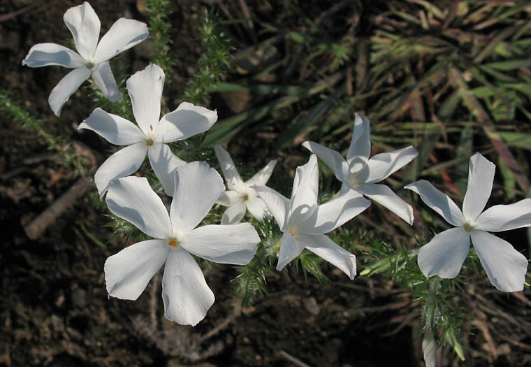 Detailed Picture 7 of Prickly Phlox