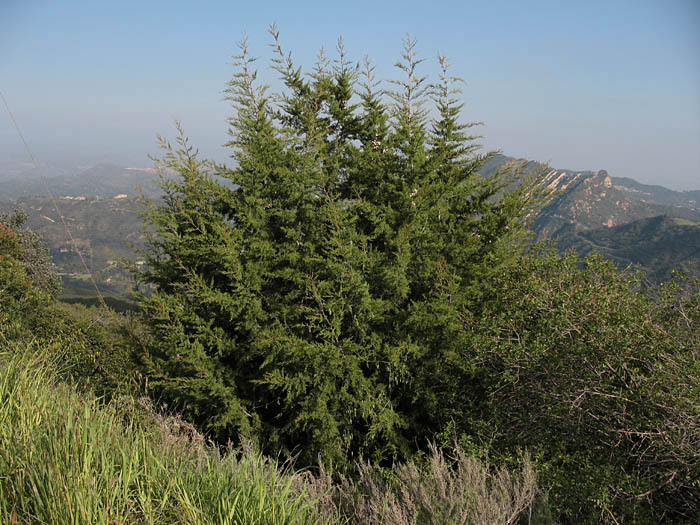Detailed Picture 6 of Tecate Cypress