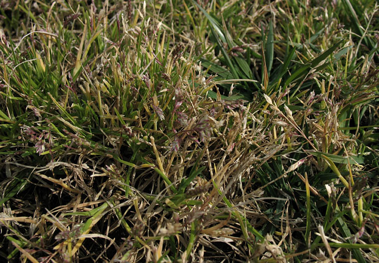 Detailed Picture 6 of Tall Fescue