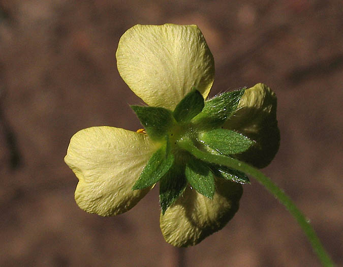 Detailed Picture 3 of English Cinquefoil