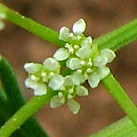 Thumbnail Picture of Wild Celery