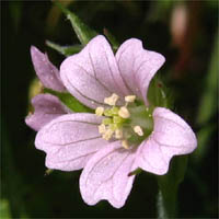 Thumbnail Picture of Carolina Geranium