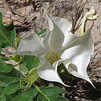 Thumbnail Picture of Jimson Weed