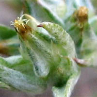 Thumbnail Picture of Narrowleaf Cottonrose