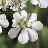 Thumbnail Picture of Spreading Hedge-parsley