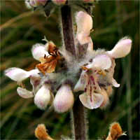 Thumbnail Picture of White Hedge Nettle