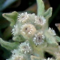 Thumbnail Picture of Lowland Cudweed