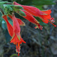 Thumbnail Picture of California Fuchsia