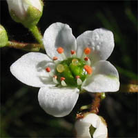 Thumbnail Picture of California Saxifrage