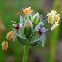 Thumbnail Picture of California Plantain