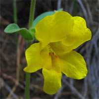 Thumbnail Picture of Yellow Monkey Flower